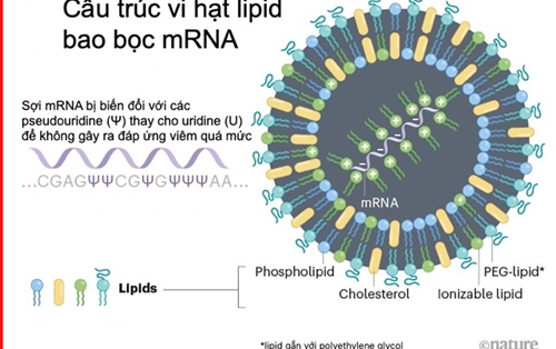 Lịch sử trắc trở và vinh quang của vaccine công nghệ mRNA